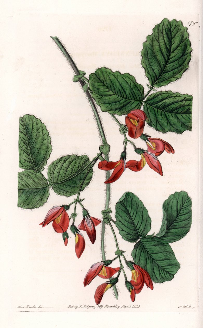 Kennedia macrophylla, Ausztráliában őshonos növény, ritka, veszélyeztetett fajok – S. Watts által metszett tábla Sarah Anne Drake (1803-1857) illusztrációjáról, Sydenham Edwards (1768-1819) botanikai nyilvántartásából, Angliából alkotó: Sydenham Teast Edwards