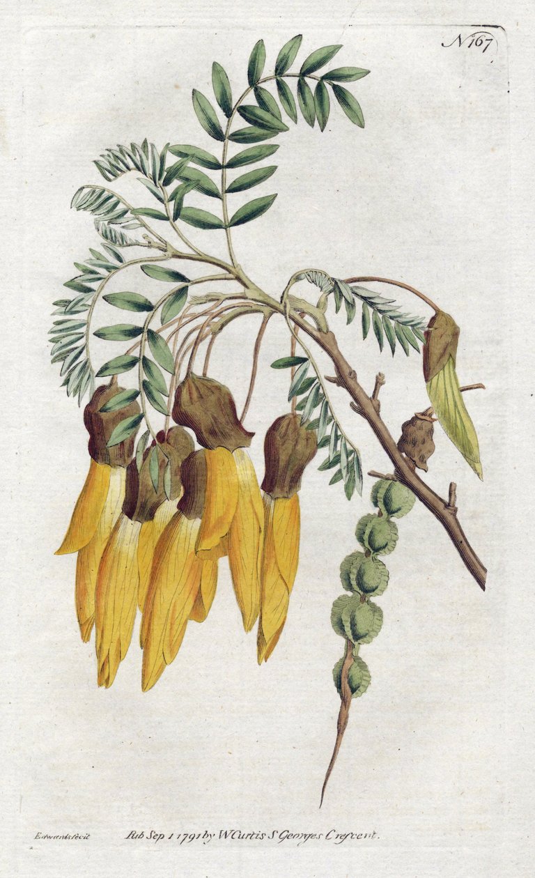 Kowhai, új-zélandi szopóra - Sydenham Edwards litográfiája (1768-1819), William Curtis (1746-1799) Botanical Magazine-ból alkotó: Sydenham Teast Edwards