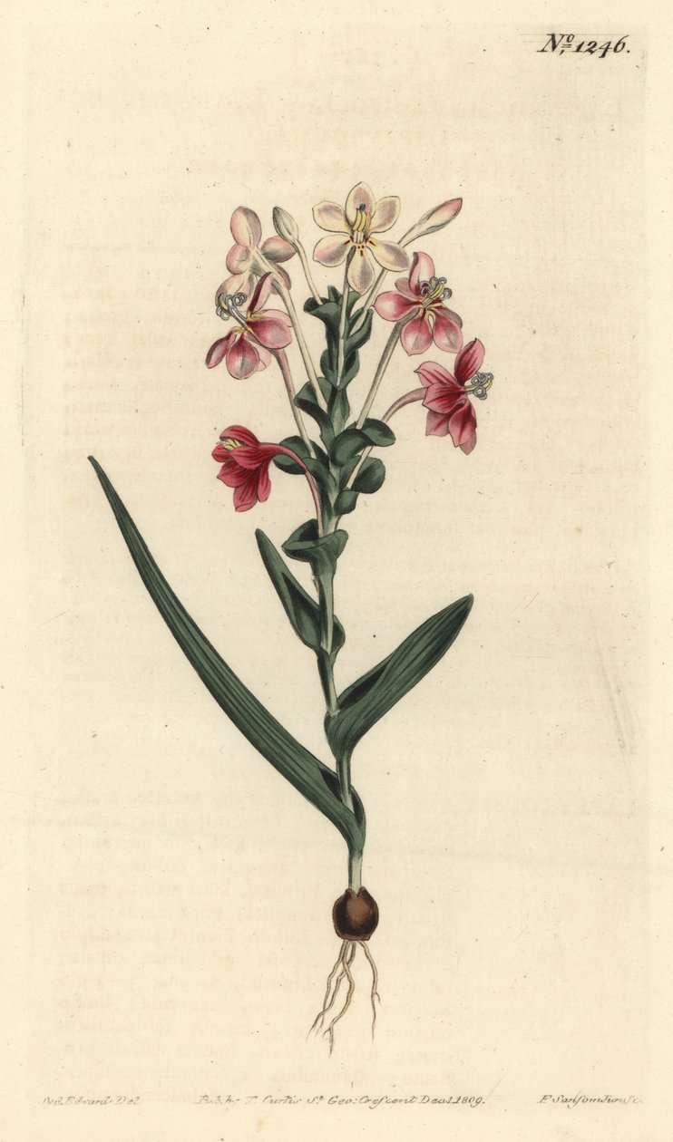 Lapeirousia pyramidalis (leveles tüskés lapeyrousia, Lapeyrousia fissifolia). F. Sansom Jr. kézi színű rézmetszete Sydenham Edwards illusztrációja után a William Curtis Botanical Magazine-ból, T. Curtis, London alkotó: Sydenham Teast Edwards