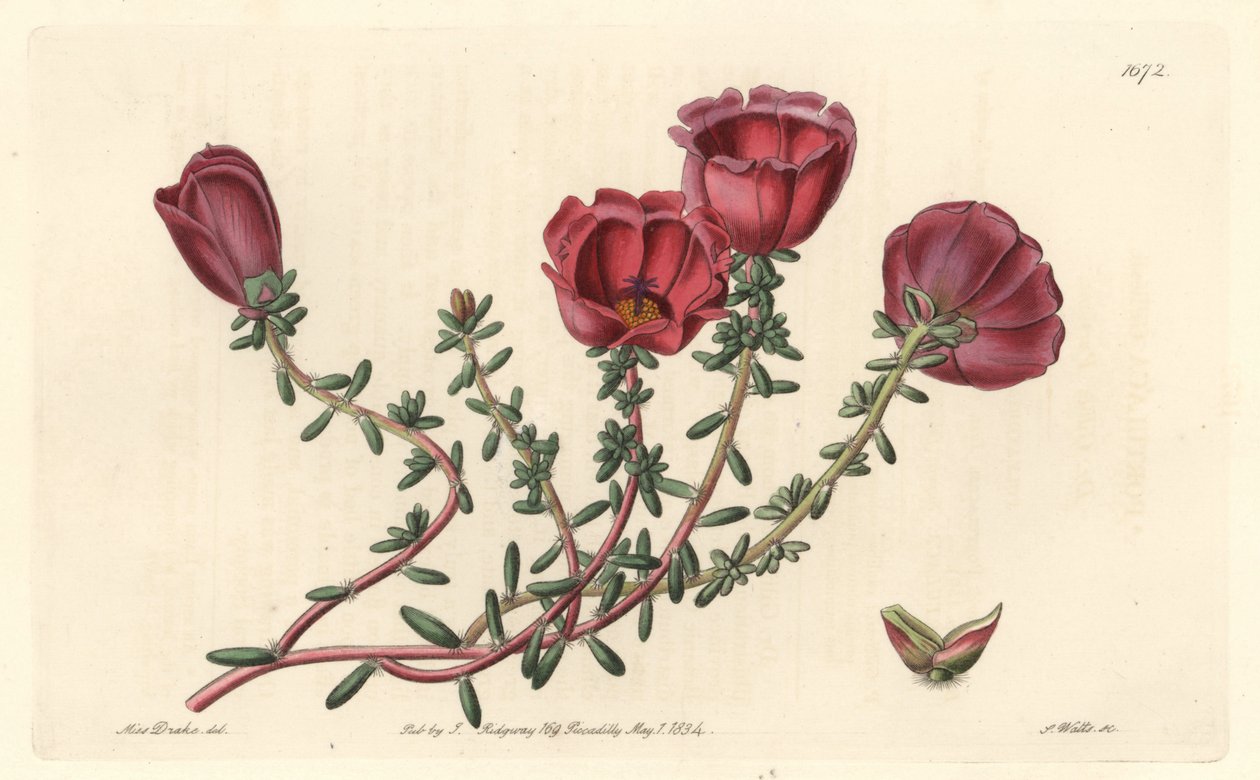 Chilében őshonos nagyvirágú porcsin vagy tizenegy órás lovag – S. Watts erős víz Sarah Anne Drake (1803-1857) illusztrációjáról, a Botanical Registerből alkotó: Sydenham Teast Edwards