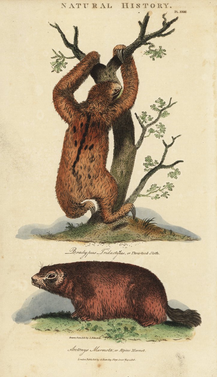 Lusta tridaktil vagy ai és mormota - Háromujjú lajhár, Bradypus tridactylus és alpesi mormota, Marmota marmota (Arctonys marmota). Kézi színű rézmetszet Sydenham Edwards nyomán John Mason Good Pantologia, a New Encyclopedia című művéből, G. Kearsley, L alkotó: Sydenham Teast Edwards