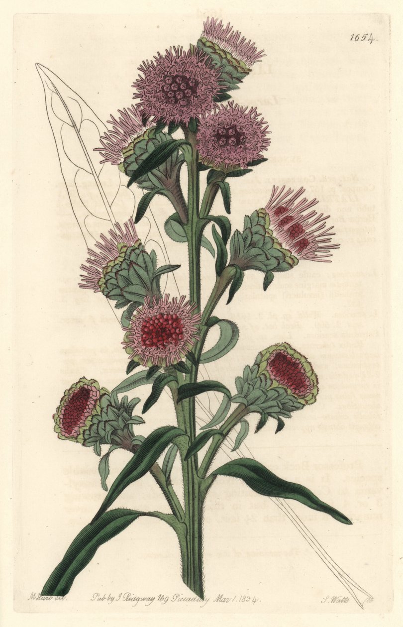 Liatide vagy liatris, Észak-Amerikában őshonos – S. Watts erős víz M. Hart illusztrációjából, a Botanical Registerből alkotó: Sydenham Teast Edwards