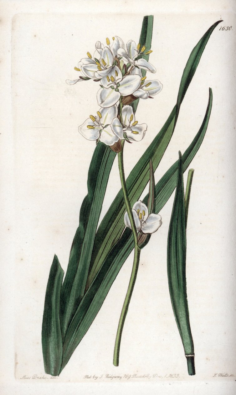 Libertia, Chilében honos – S.Watts metszet, Sarah Anne Drake (1803-1857) illusztrációjából, a Sydenham Edwards (1768-1819) botanikai nyilvántartásából, Angliából alkotó: Sydenham Teast Edwards