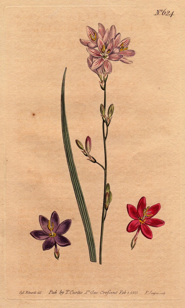 Liliomok (liliomok) a bles, különböző színek példáival: rózsaszín, lila, ecarlate. A Flexuose ixia színváltozatok példáival: rózsaszín, lila és skarlát. Ixia flexuosa. Kézi színű rézmetszet Sydenham Edw botanikai illusztrációjából alkotó: Sydenham Teast Edwards