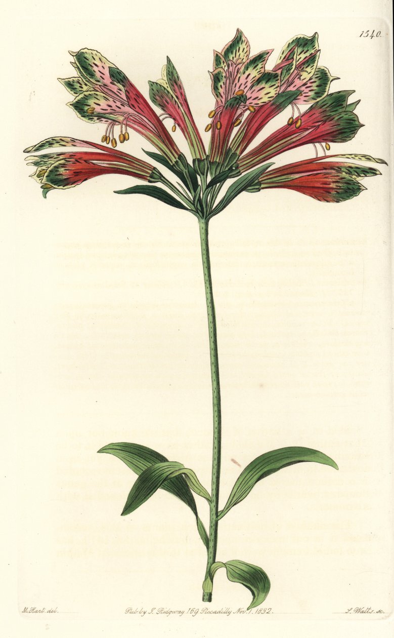 Az inkák vagy perui liliom (alstroemere vagy alstroemerie) - perui liliom, Alstroemeria pulchella (Parrot alstroemeria, Alstroemeria psittacina). S. Watts kézi színű rézmetszet M. Hart illusztrációja után a Sydenham Edwards Botanical című művéből alkotó: Sydenham Teast Edwards