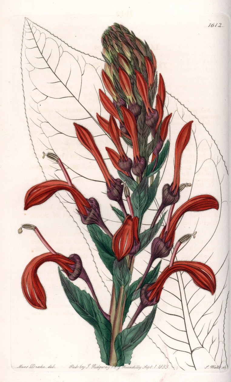 Lobelia variete (vagy bíboros) Chiléből – S. Watts által metszett tábla Sarah Anne Drake (1803-1857) illusztrációjáról, a Sydenham Edwards (1768-1819) botanikai nyilvántartásából, Angliából alkotó: Sydenham Teast Edwards