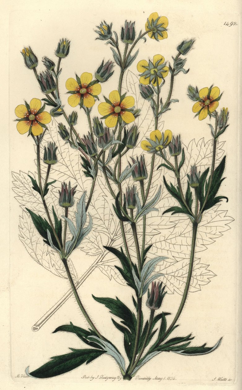 Hosszúlevelű cinquefolia variete - Potentilla longifolia (Viscid cinquefolia, Potentilla viscosa). S. Watts kézi színű rézmetszet M. Hart illusztrációja után a Sydenham Edwards Botanical Register-ből, Ridgeway, London alkotó: Sydenham Teast Edwards