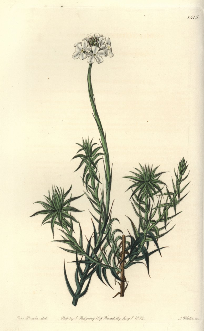 Hosszúlevelű sphenotoma, Sphenotoma capitatum. S. Watts kézi színű rézmetszet Miss Sarah Drake illusztrációja nyomán a Sydenham Edwards Botanical Register-ből, Ridgeway, London alkotó: Sydenham Teast Edwards