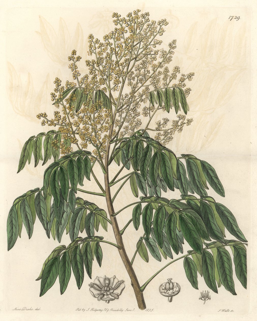 Longanier, eredetileg Kínából – S. Watts erős víz Sarah Anne Drake (1803-1857) illusztrációjából, a Botanical Registerből alkotó: Sydenham Teast Edwards