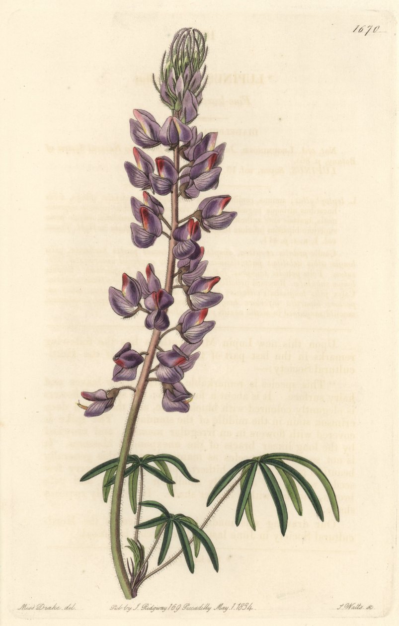 Csillagfürt keskeny levelekkel – Erős víz, S. Watts Sarah Anne Drake (1803-1857) illusztrációjából, a botanikai nyilvántartásból alkotó: Sydenham Teast Edwards