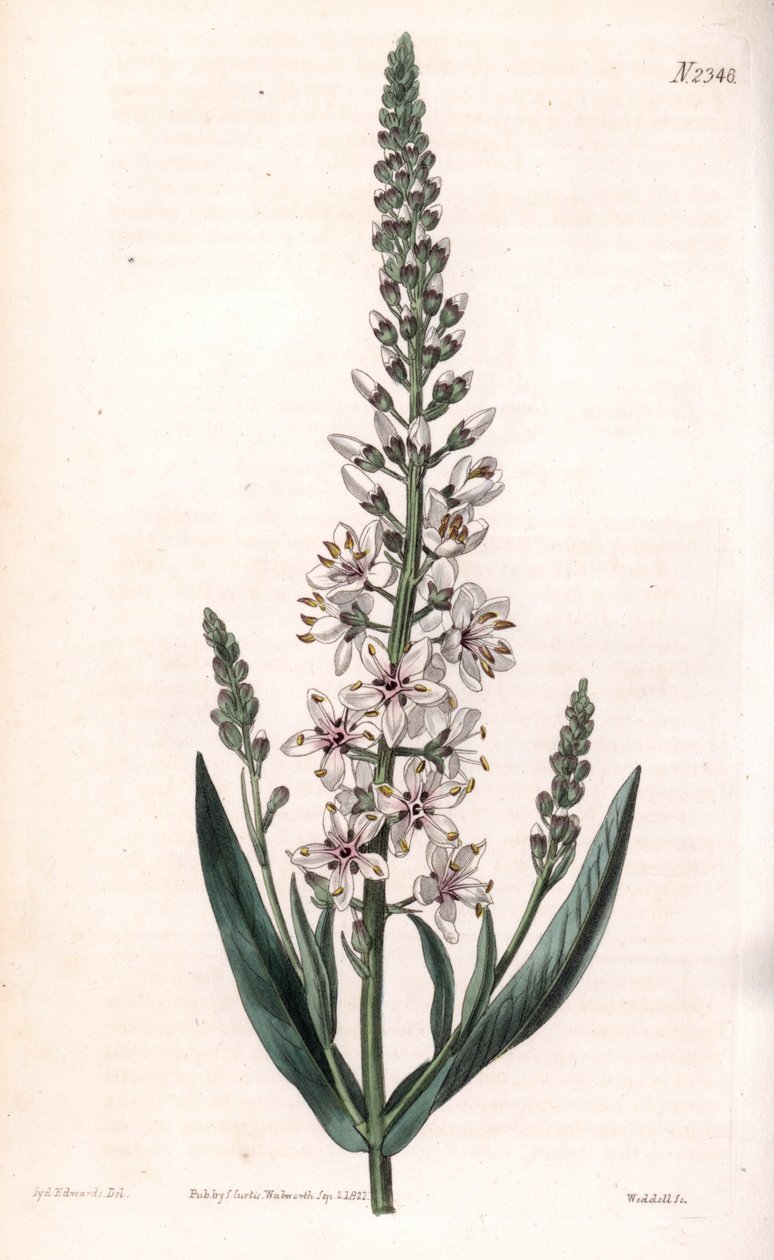 Lysimaque ephemere - Ezüst- vagy fűzlevelű szálka, Lysimachia ephemerum. Weddell kézi színű rézmetszet Sydenham Edwards illusztrációja után Samuel Curtis „” Botanical Magazine” című londoni magazinjából alkotó: Sydenham Teast Edwards