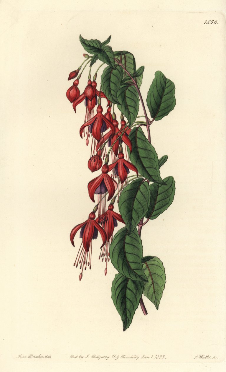 Magellán fukszia - Kolibri fukszia, Fuchsia magellanica (Léggömbvirágú fukszia, Fuchsia globosa). S. Watts kézi színű rézmetszet Miss Sarah Drake illusztrációja után a Sydenham Edwards Botanical Register-ből, Ridgeway, London alkotó: Sydenham Teast Edwards