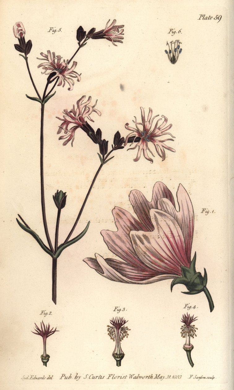Mályva, Malva sylvestris, Monadelphia alkotó: Sydenham Teast Edwards