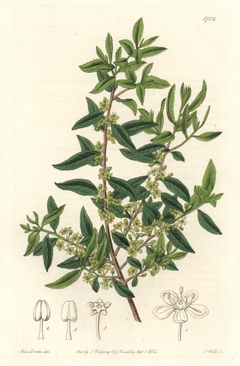 Maytenus boaria (maiten), Közép- és Dél-Amerikában honos – Erős víz, S. Watts Sarah Anne Drake (1803-1857) illusztrációjából, a botanikai nyilvántartásból alkotó: Sydenham Teast Edwards