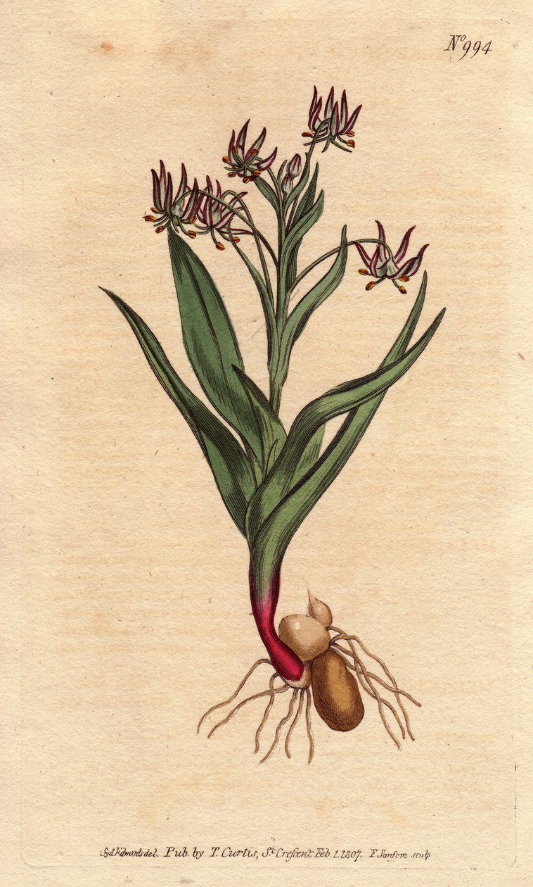 Melanthium elágazó, sok kis virággal, lila, hagymával és gyökerekkel. Elágazó melanthium, sok kis lila virággal, hagymákkal és gyökérszerkezettel. Ornithoglossum viride (Melanthium viride) Kézi színű rézmetszet botanikai illusztrációból alkotó: Sydenham Teast Edwards