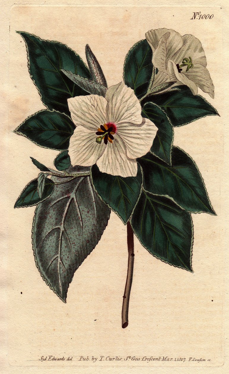Melhania Saint Helena fehér virágokkal.St. Helena Piros fa fehér virágokkal. Melhania erythroxylon. Kézi színű rézmetszet Sydenham Edwards botanikai illusztrációjáról, William Curtis „” Botanical Magazine”-ból, 1790-1800. alkotó: Sydenham Teast Edwards