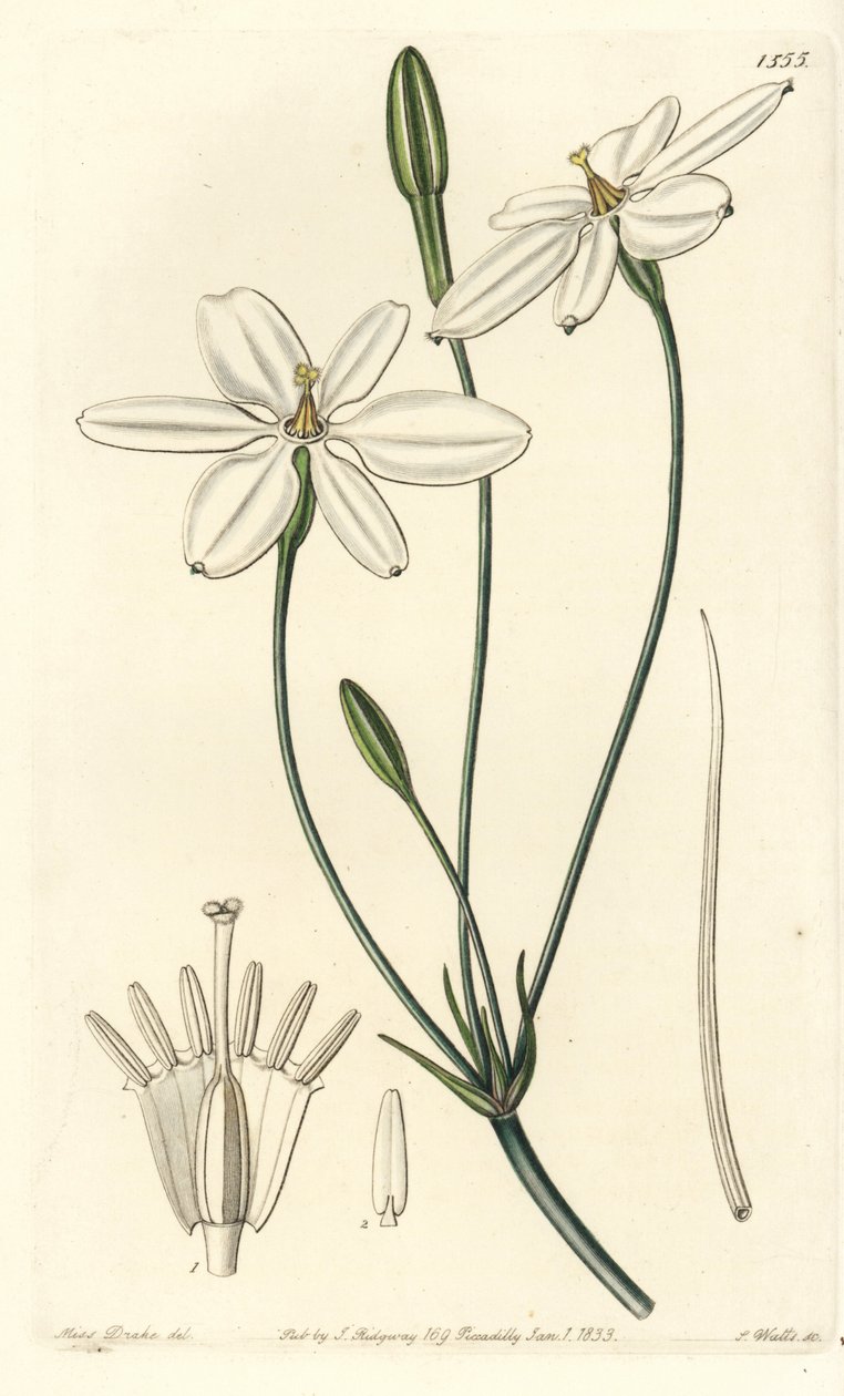 Mexican Star - Mexikói csillag vagy hófehér milla, Milla biflora. S. Watts kézi színű rézmetszet Miss Sarah Drake illusztrációja nyomán a Sydenham Edwards Botanical Register-ből, Ridgeway, London alkotó: Sydenham Teast Edwards