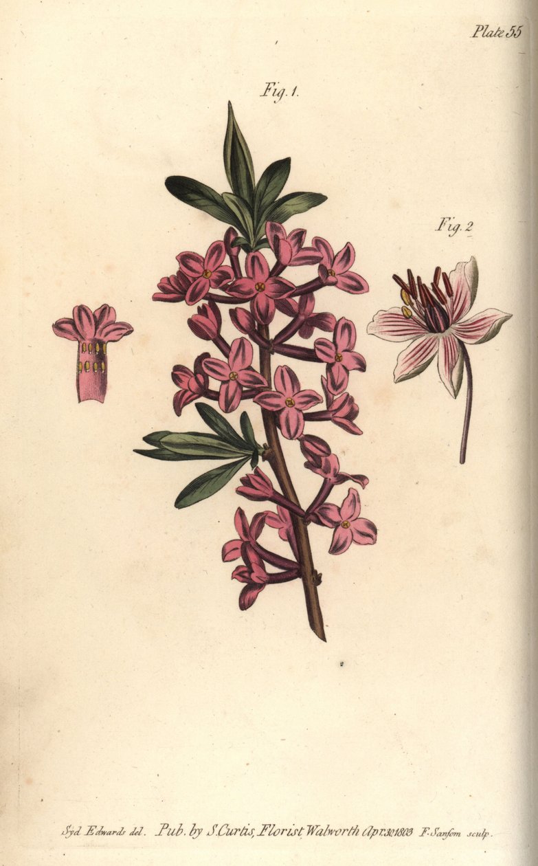 Mezereon, Daphne mezereum, Octandria alkotó: Sydenham Teast Edwards