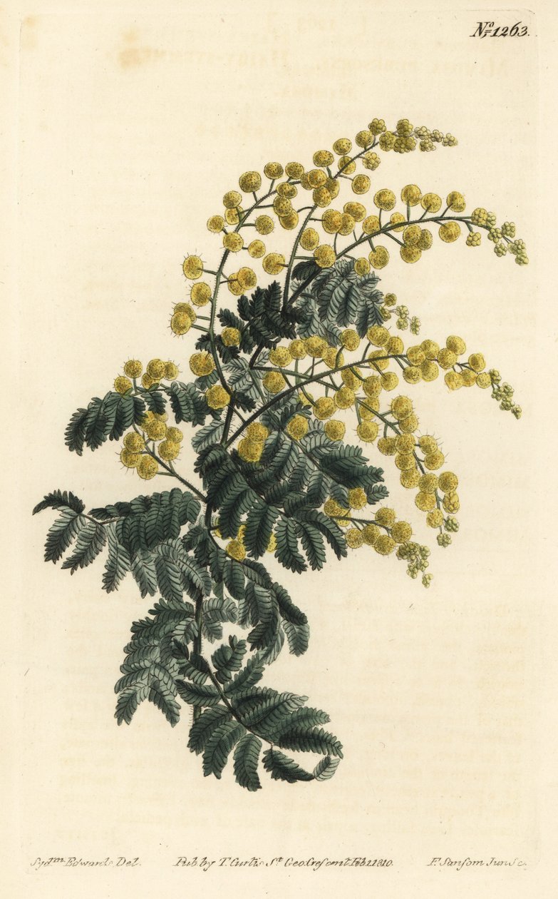Mimóza - Pehelyhal, Acacia pubescens, sebezhető (Szőrös szárú mimóza, Mimosa pubescens). F. Sansom Jr. kézi színű rézmetszete Sydenham Edwards illusztrációja után a William Curtis Botanical Magazine-ból, T. Curtis, London alkotó: Sydenham Teast Edwards