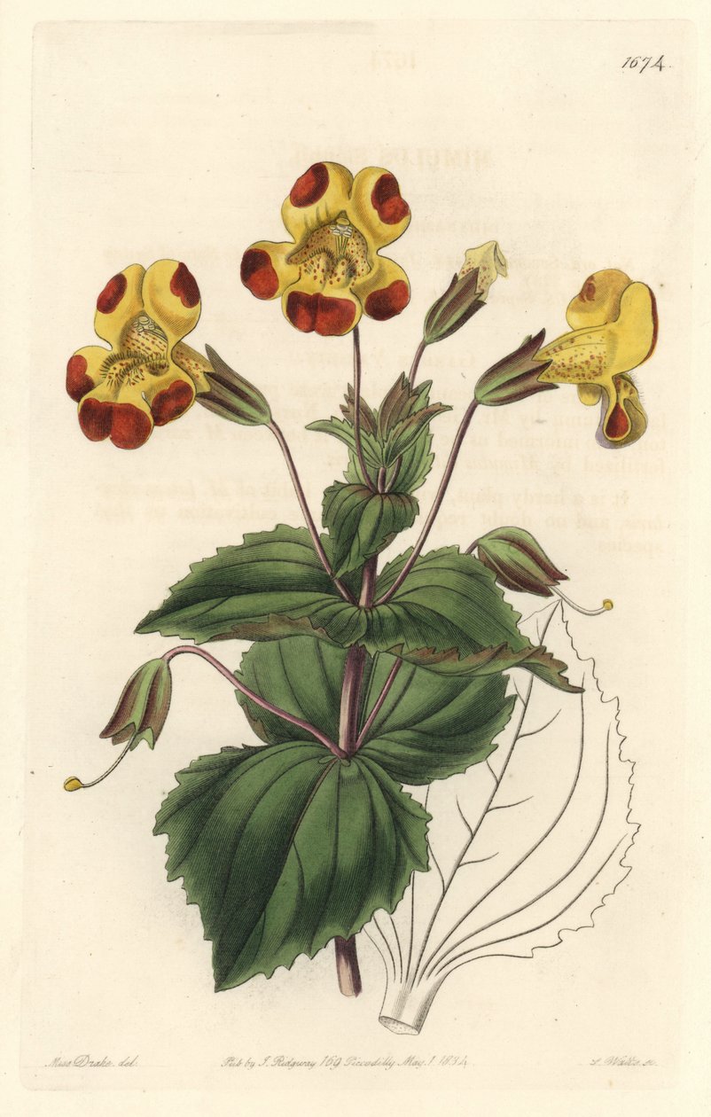 Mimule, becenevén majomvirág vagy pézsmavirág, hibrid fajta – S. Watts Erős víz Sarah Anne Drake (1803-1857) illusztrációjáról, a Botanical Registerből alkotó: Sydenham Teast Edwards