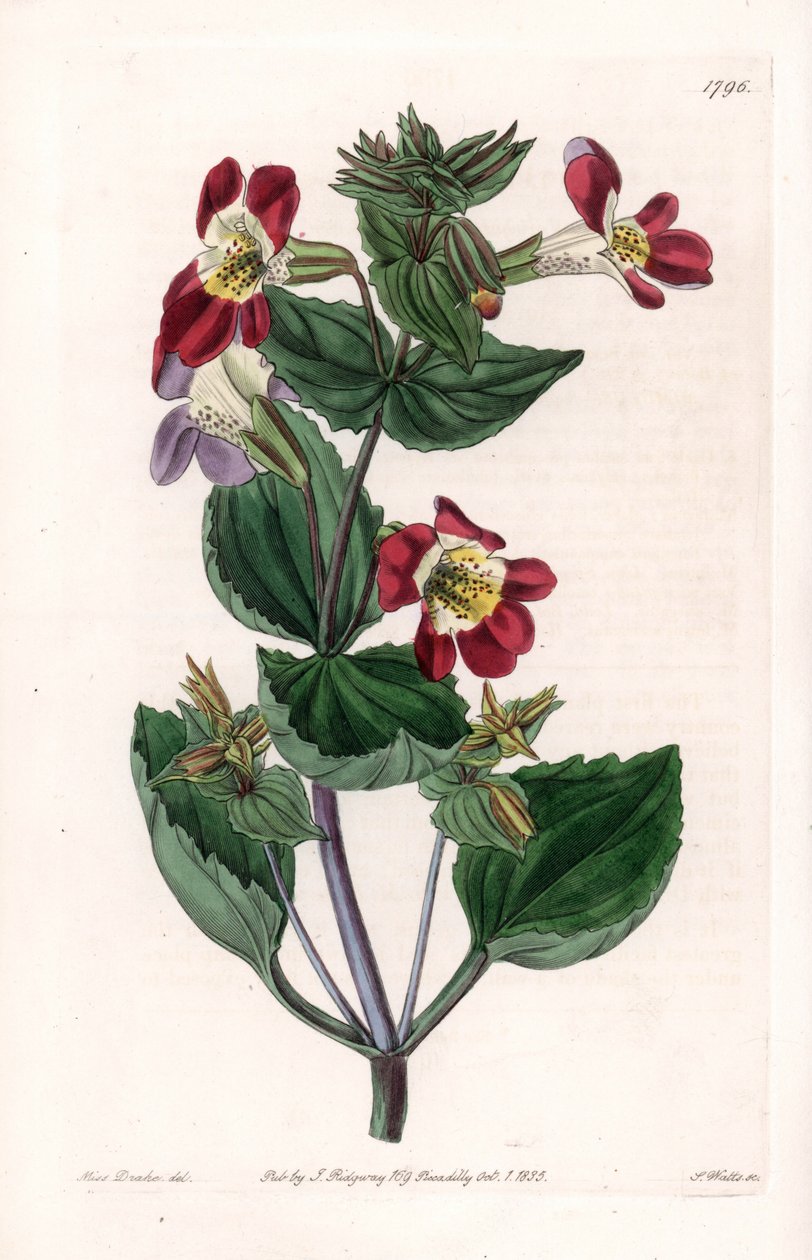 Mimule variete, majomvirágnak vagy pézsmavirágnak hívják – S.Watts gravírozott táblája Sarah Anne Drake (1803-1857) illusztrációjáról, a Sydenham Edwards (1768-1819) botanikai nyilvántartásából, Angliából alkotó: Sydenham Teast Edwards