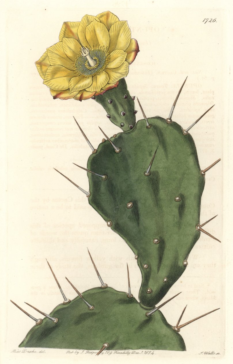 Monacanth Pactus, virágos kaktusz, Dél-Amerikában őshonos - Erős víz S. Watts által Sarah Anne Drake (1803-1857) illusztrációjáról, a Botanical Registerből. alkotó: Sydenham Teast Edwards