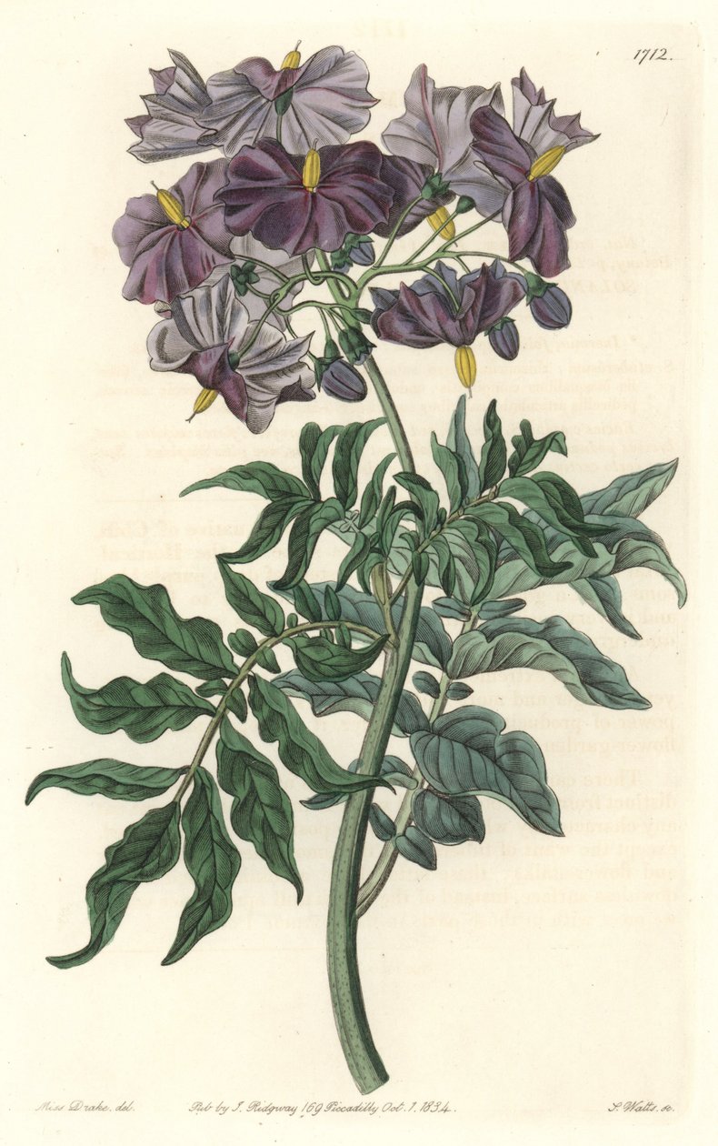 Morelle (Solanum), Chilében született – Erős víz S. Wattstól Sarah Anne Drake (1803-1857) illusztrációjából, a botanikai nyilvántartásból alkotó: Sydenham Teast Edwards