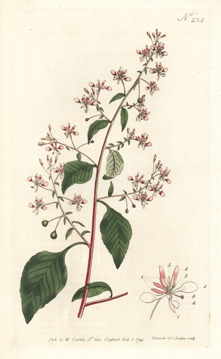 Szúnyogvirág vagy mexikói lopezia, Lopezia racemosa. Sansom kézzel színezett rézmetszet Sydenham Edwards illusztrációja nyomán William Curtis Botanical Magazine Londonból alkotó: Sydenham Teast Edwards