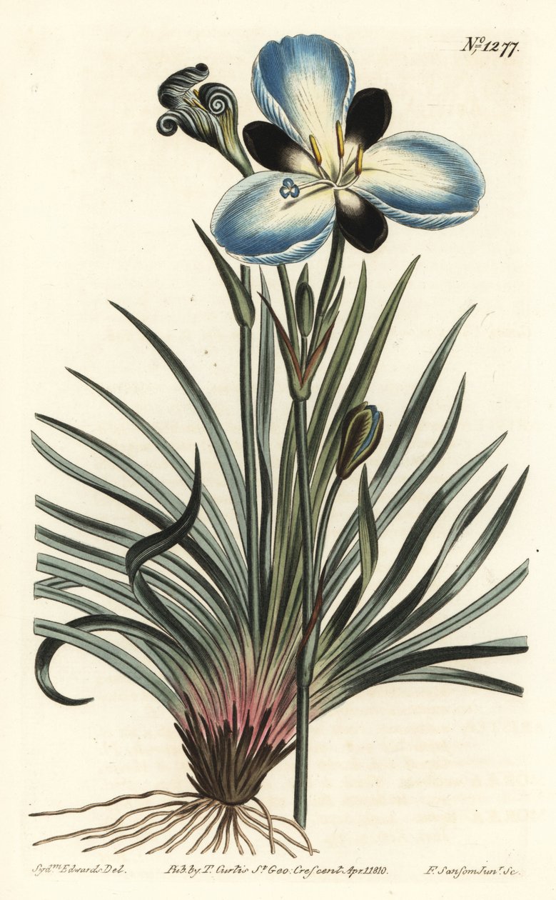 Gyászvirágú aristea, Aristea lugens (Aristea melaleuca). F. Sansom Jr. kézi színű rézmetszete Sydenham Edwards illusztrációja után a William Curtis Botanical Magazine-ból, T. Curtis, London alkotó: Sydenham Teast Edwards