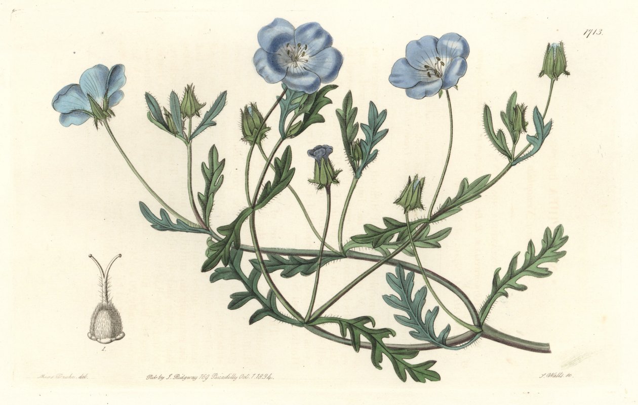 Namophile maculee, eredetileg Kaliforniából – S. Watts Water forte Sarah Anne Drake (1803-1857) illusztrációjából, a Botanical Registerből alkotó: Sydenham Teast Edwards
