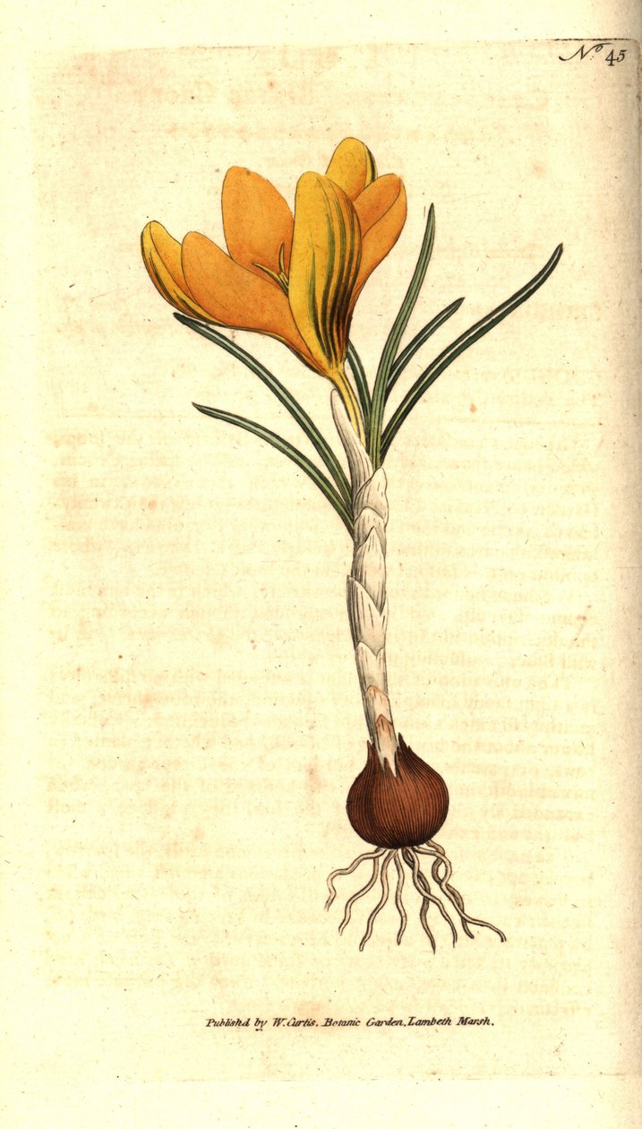 Nápolyi sáfrány vagy tavaszi sáfrány, tavaszi sáfrány - tavaszi sáfrány, crocus vernus. Kézzel színezett rézmetszet Sydenham Edwards botanikai illusztrációja nyomán William Curtis The Botanical Magazine-jából, Lambeth Marsh, London alkotó: Sydenham Teast Edwards