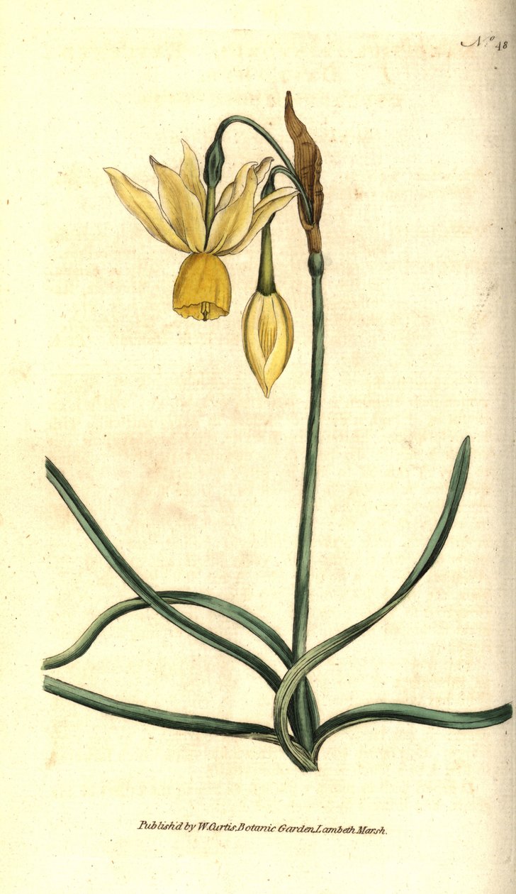 Narcissus - Reflexes nárcisz, Narcissus triandrus. Kézzel színezett rézmetszet James Sowerby botanikai illusztrációja nyomán William Curtis The Botanical Magazine-jából, Lambeth Marsh, London alkotó: Sydenham Teast Edwards