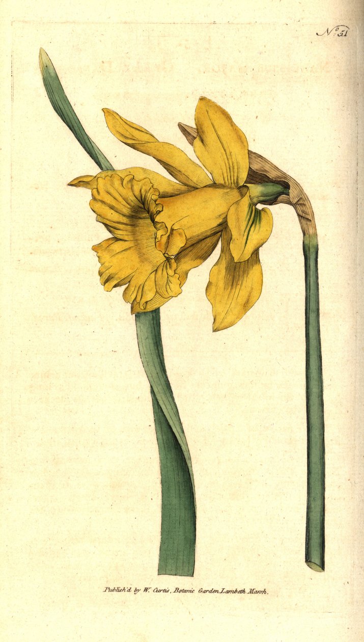Narcissus - spanyol nárcisz, Narcissus hispanicus (Nagy nárcisz, Narcissus major). Kézzel színezett rézmetszet William Curtis The Botanical Magazine botanikai illusztrációja után, Lambeth Marsh, London alkotó: Sydenham Teast Edwards