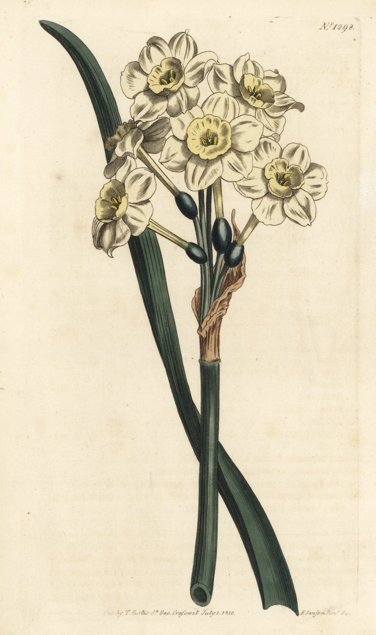 Nárcisz egy csokor - Csokorvirágú nárcisz, Narcissus tazetta (sápadt csésze fehér kerti nárcisz; Narcissus orientalis) - F. Sansom Jr. kézi színű rézmetszete Sydenham Edwards illusztrációja után William Curtis Botanical Magazjából alkotó: Sydenham Teast Edwards