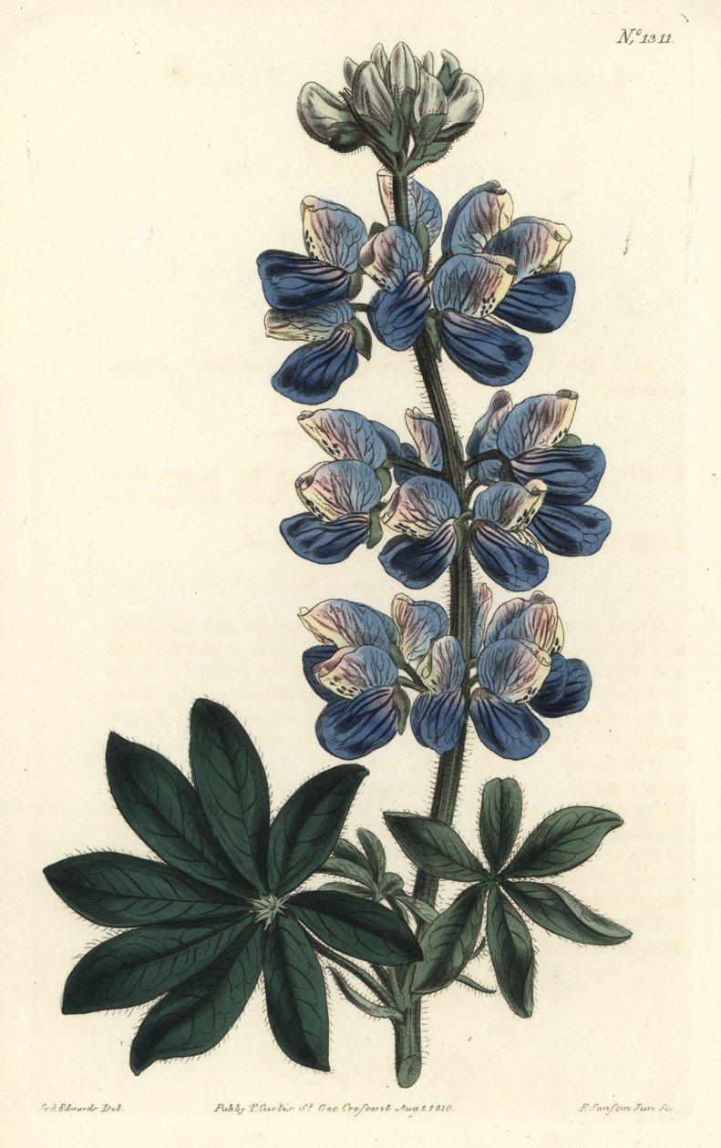 Nootka csillagfürt - Nootka-Sound csillagfürt, Lupinus nootkatensis. F. Sansom Jr. kézi színű rézmetszete Sydenham Edwards illusztrációja után a William Curtis Botanical Magazine-ból, T. Curtis, London alkotó: Sydenham Teast Edwards