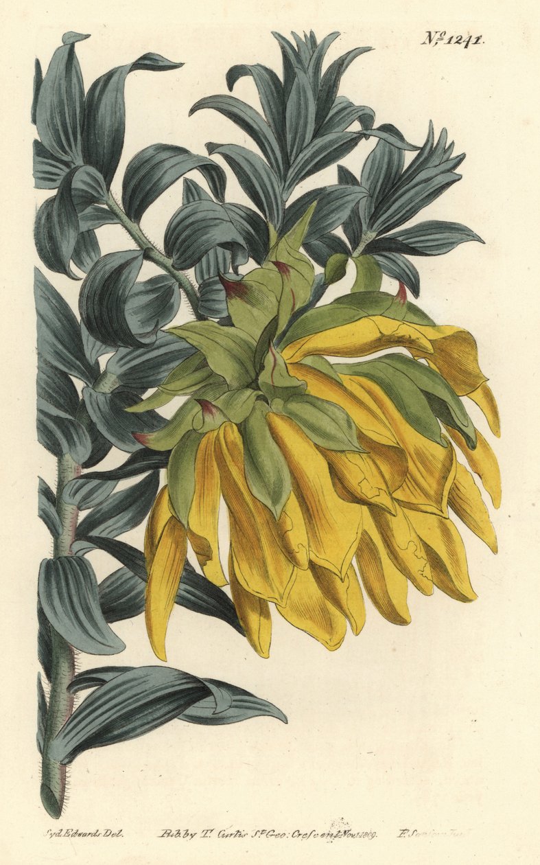 Narancssárga bólogatófejű vagy hegyi dália, Lipari splendens (Ruscus-leaved liparia, Lipari sphaerica). F. Sansom Jr. kézi színű rézmetszete Sydenham Edwards illusztrációja után a William Curtis Botanical Magazine-ból, T. Curtis, London alkotó: Sydenham Teast Edwards