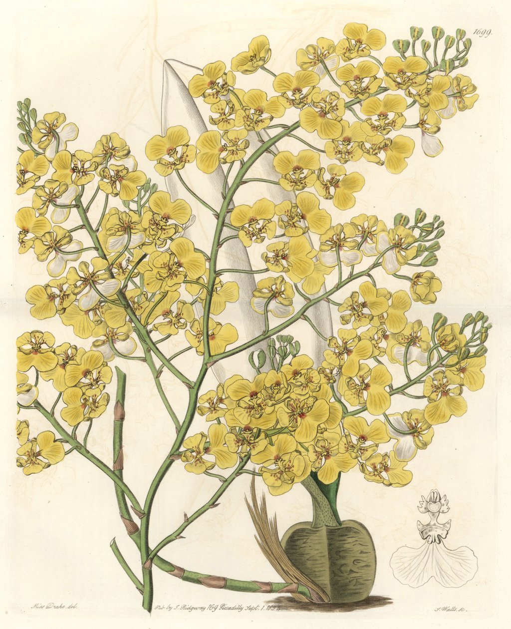 Orchidea (Oncidium ampliatum), sárga virágokkal, Új-Zélandon őshonos – S. Watts Water forte Sarah Anne Drake (1803-1857) illusztrációjából, a Botanical Registerből alkotó: Sydenham Teast Edwards