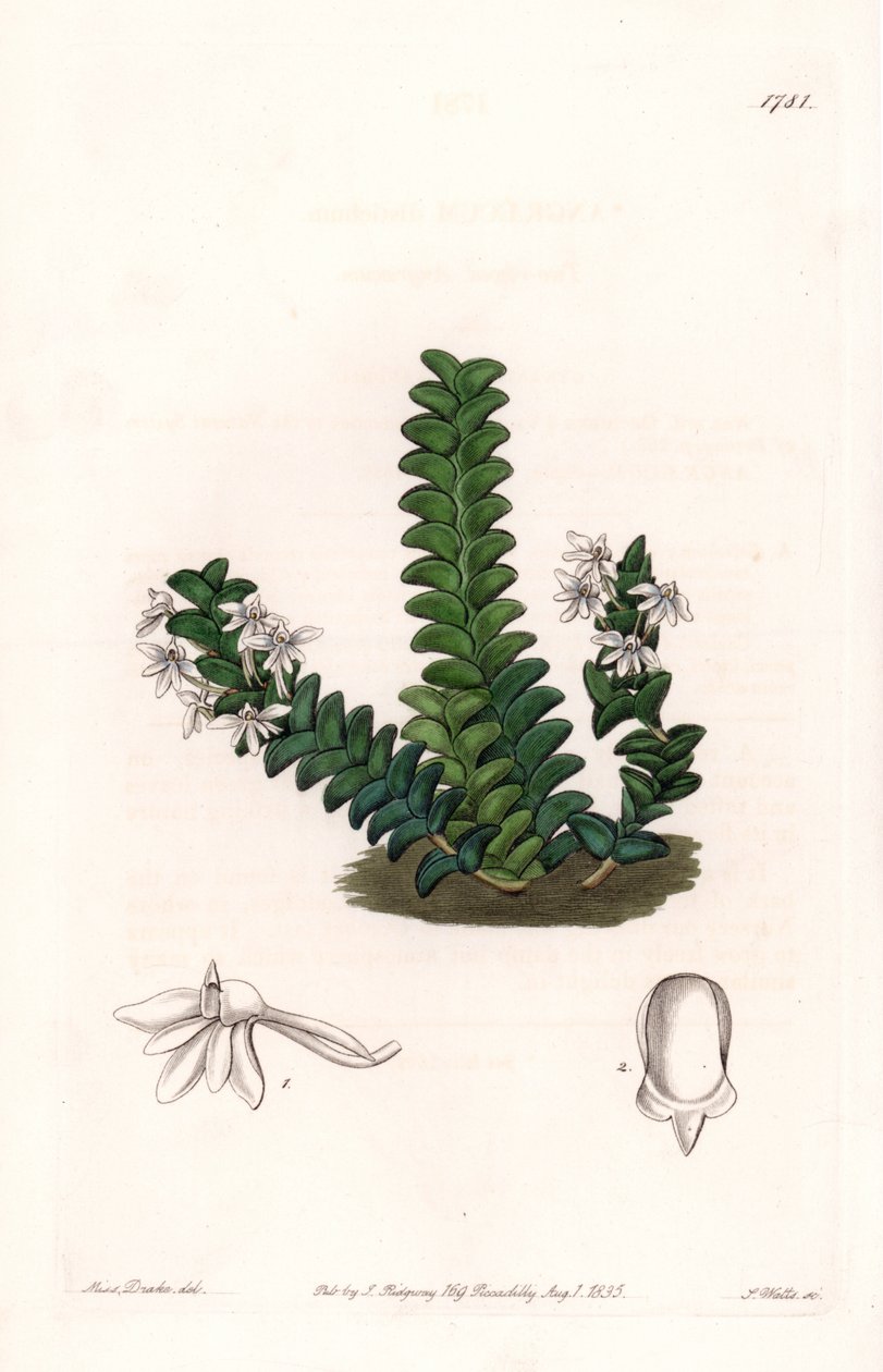 Orchidea: Angraecum fajta, egyenlítői Afrikában őshonos - S. Watts által gravírozott lemez Sarah Anne Drake (1803-1857) illusztrációjáról, a Sydenham Edwards (1768-1819) botanikai nyilvántartásából, Angliából alkotó: Sydenham Teast Edwards