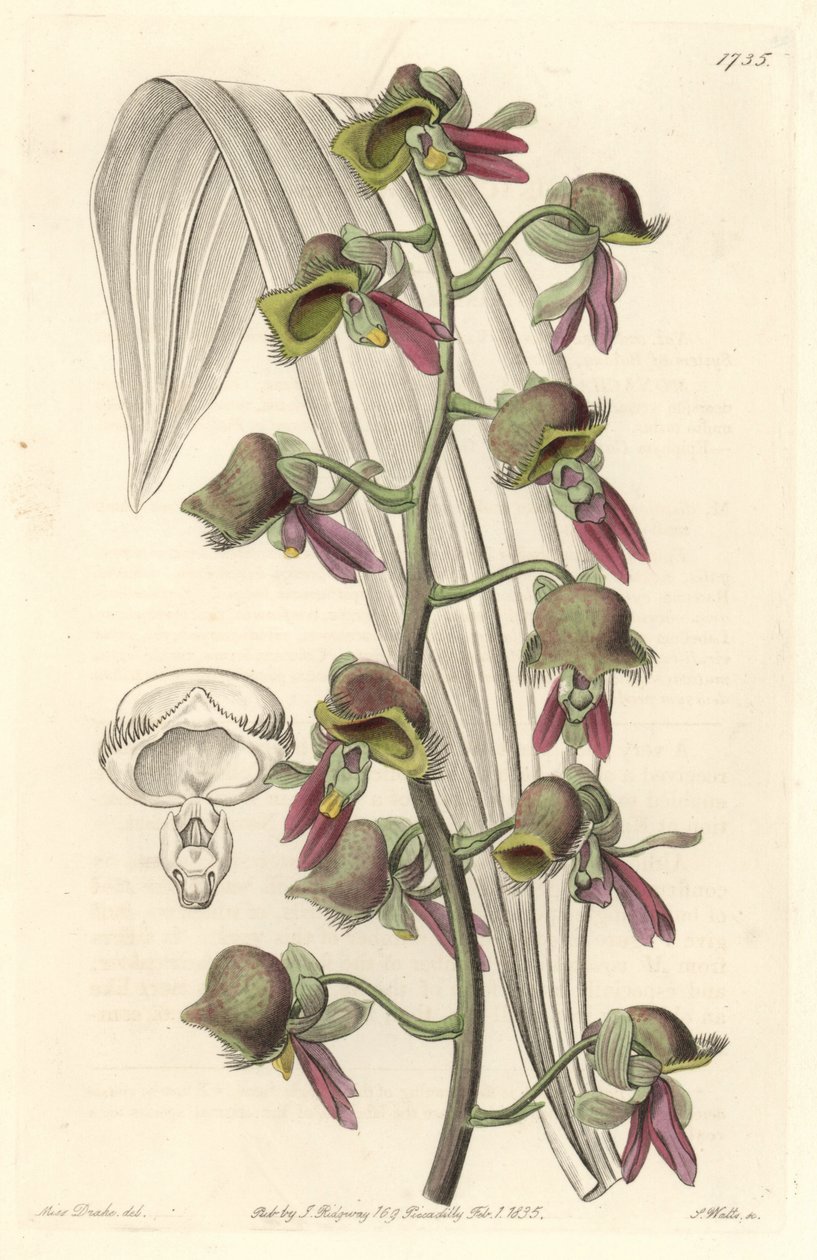 Catasetum orchidea, kétszínű virágok, Guyanában őshonos - Water forte S. Watts által Sarah Anne Drake (1803-1857) illusztrációjáról, a Botanical Registerből. alkotó: Sydenham Teast Edwards