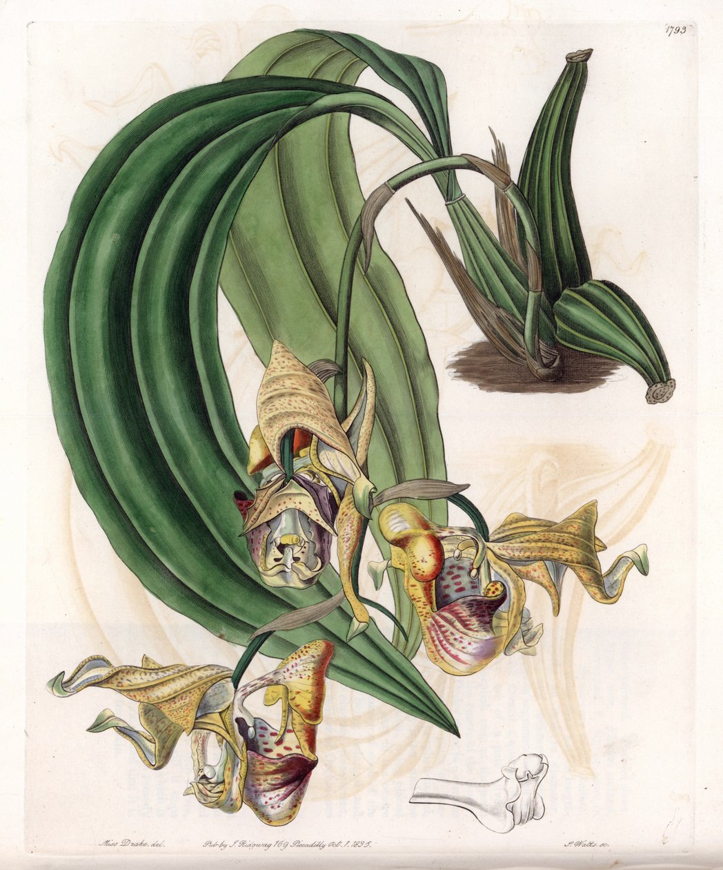 Orchidea: Coryanthes fajta foltos virágokkal - S. Watts által gravírozott tábla Sarah Anne Drake (1803-1857) illusztrációjáról, a Sydenham Edwards (1768-1819) botanikai nyilvántartásából, Angliából alkotó: Sydenham Teast Edwards