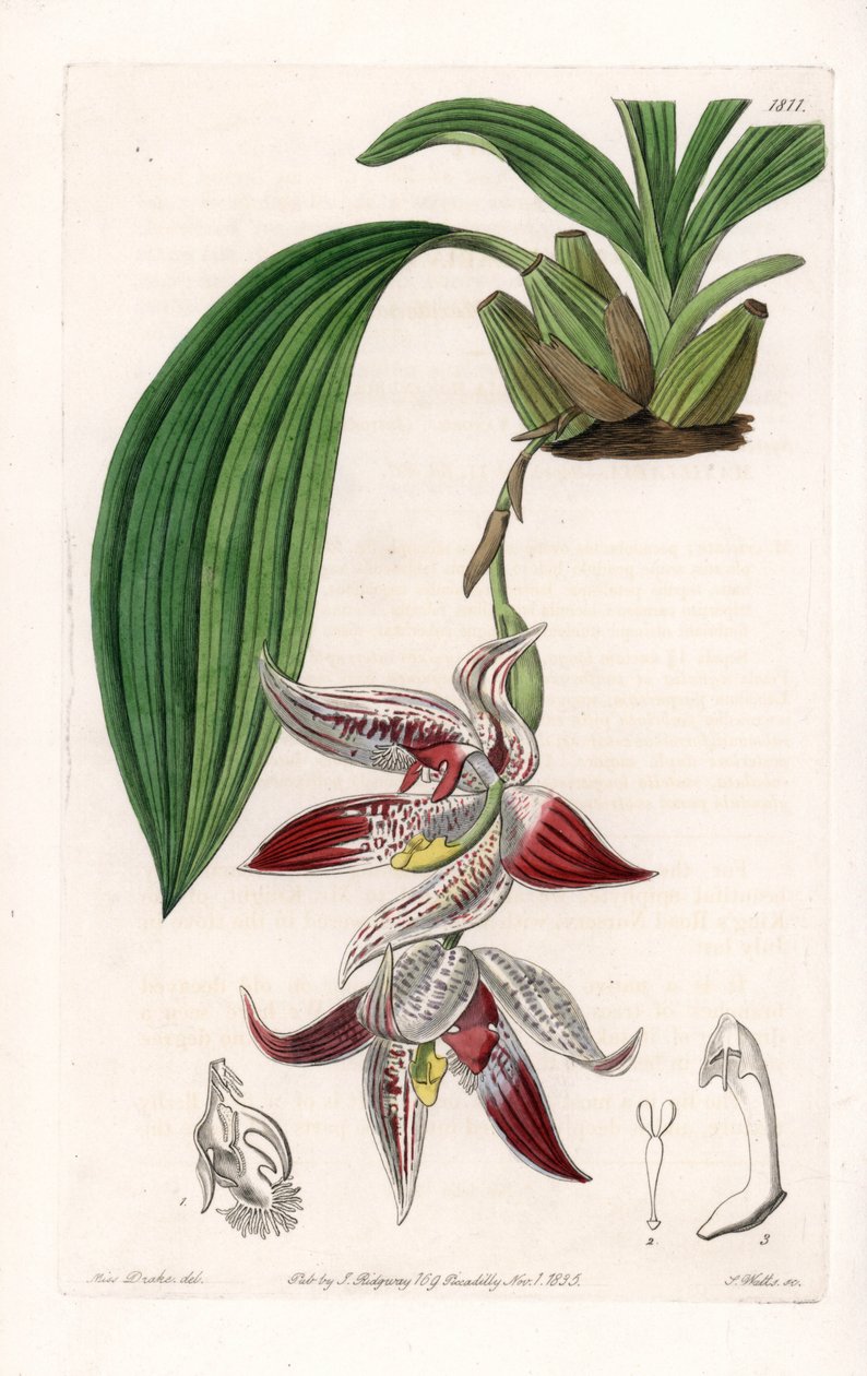 Orchidea: Paphinia cristata, Amazóniában őshonos – S. Watts által metszett lemez, Sarah Anne Drake (1803-1857) illusztrációjáról, Sydenham Edwards (1768-1819) botanikai nyilvántartásából, Angliából alkotó: Sydenham Teast Edwards