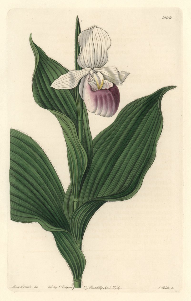 Orchidea, Királyi Cypripede – S. Watts vízi forte Sarah Anne Drake (1803-1857) illusztrációjából, a Botanical Registerből alkotó: Sydenham Teast Edwards