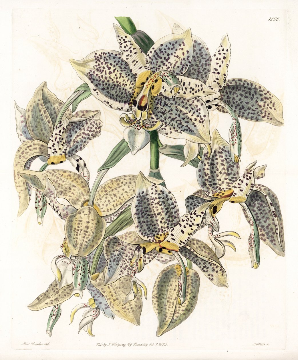 Orchidea: Stanhopea fajta, neotróp - S. Watts által gravírozott tábla Sarah Anne Drake (1803-1857) illusztrációjáról, a Sydenham Edwards (1768-1819) botanikai nyilvántartásából, Angliából alkotó: Sydenham Teast Edwards