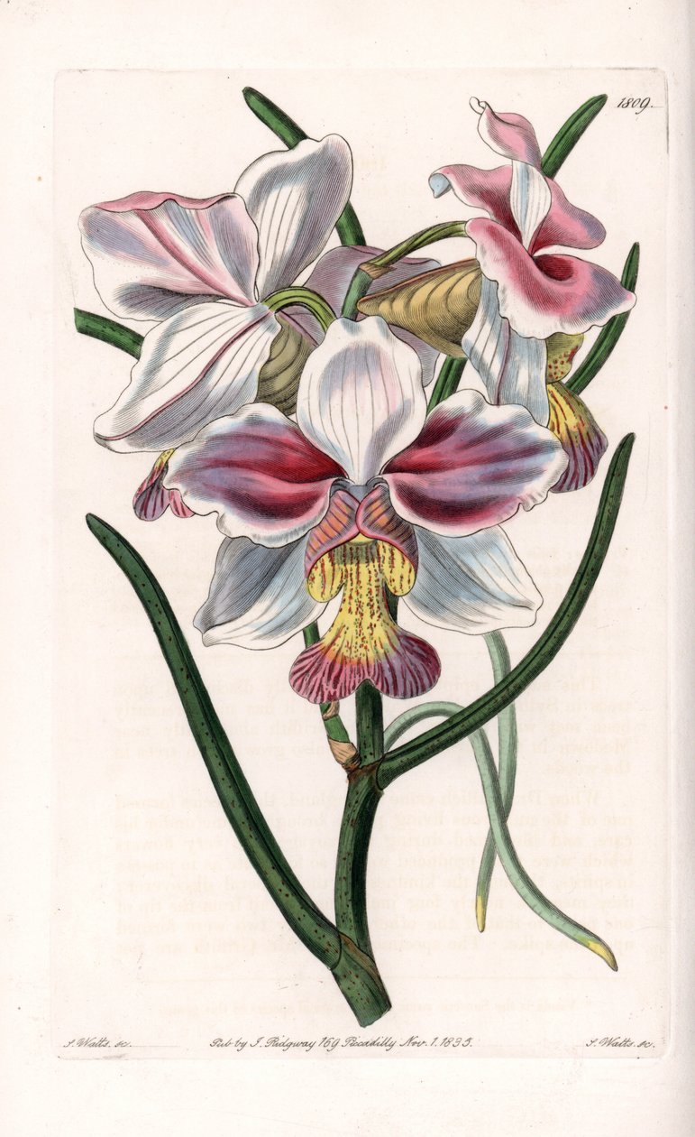 Orchidea: Vanda fajta, Ázsia epifita faja – S. Watts által metszett lemez, Sarah Anne Drake (1803-1857) illusztrációjáról, a Sydenham Edwards (1768-1819) botanikai nyilvántartásából, Angliából alkotó: Sydenham Teast Edwards