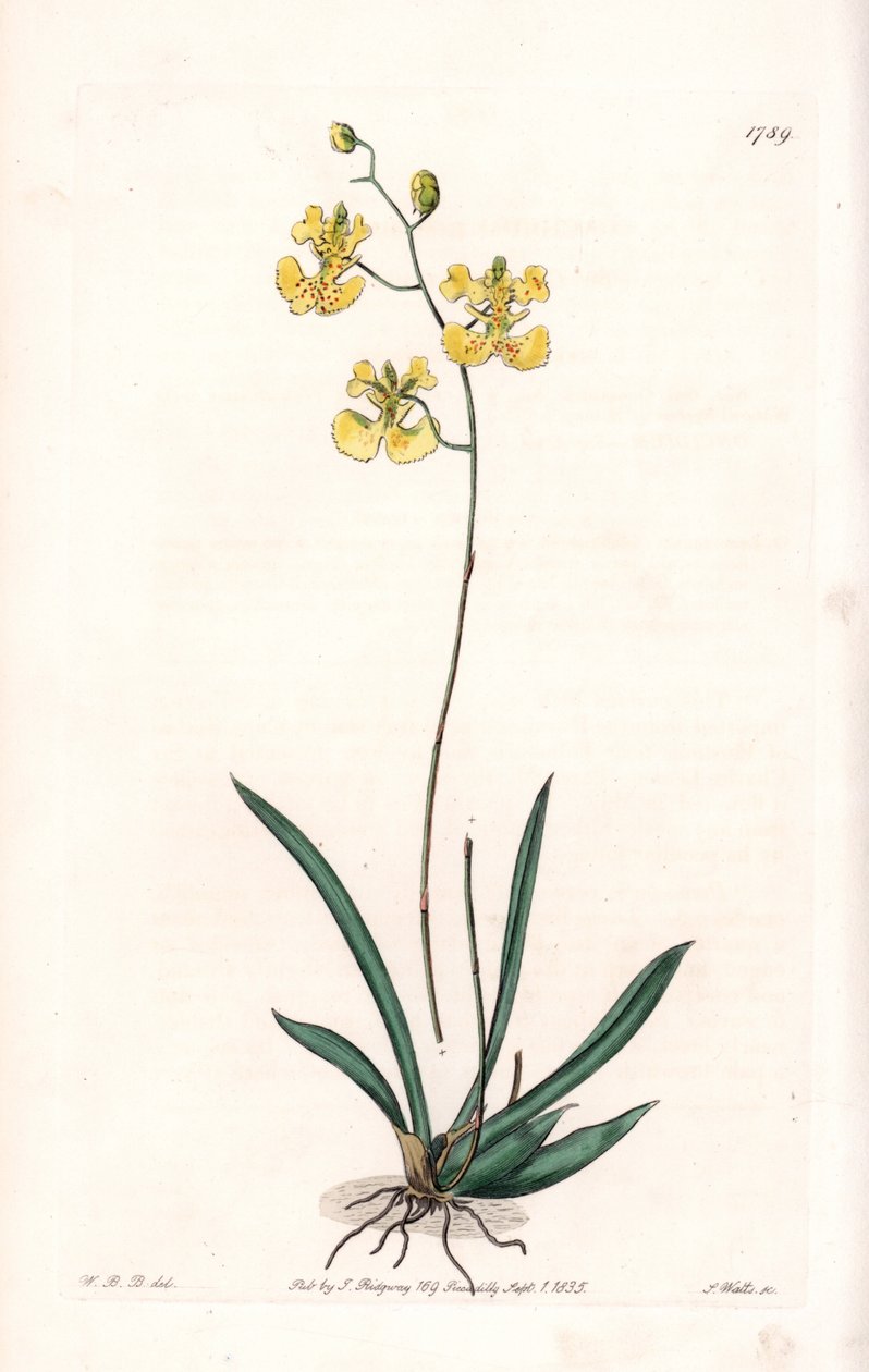 Orchidea: Variete Tolumnia guianensis, Haitin és Santo Domingoban honos – S.Watts által metszett tábla Sarah Anne Drake (1803-1857) illusztrációjáról, a Sydenham Edwards (1768-1819) botanikai nyilvántartásából, Angliából alkotó: Sydenham Teast Edwards