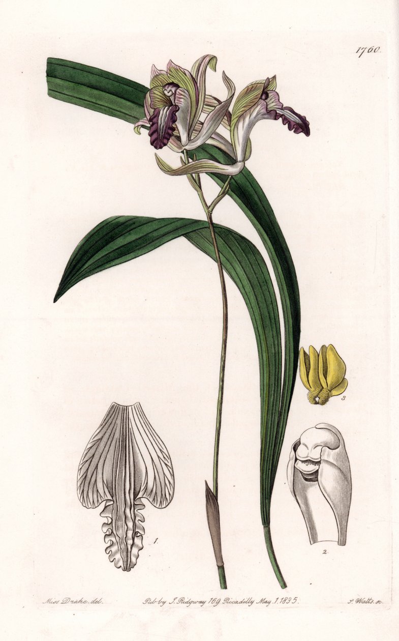 Orchidea: Amerika Bletia fajtája – S. Watts által gravírozott lemez, Sarah Anne Drake (1803-1857) illusztrációja alapján, a Sydenham Edwards (1768-1819) botanikai nyilvántartásából, Angliából alkotó: Sydenham Teast Edwards
