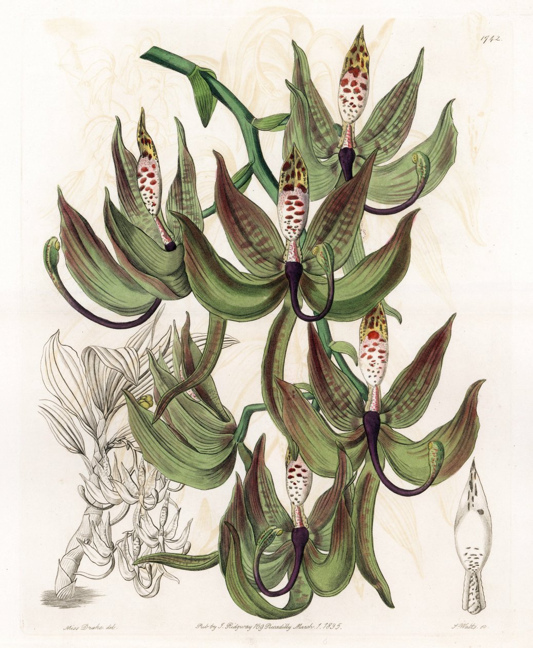 Orchidea: Variety of Cycnoche – S.Watts gravírozott tábla Sarah Anne Drake (1803-1857) illusztrációjából, a Sydenham Edwards (1768-1819) botanikai nyilvántartásából, Angliából alkotó: Sydenham Teast Edwards