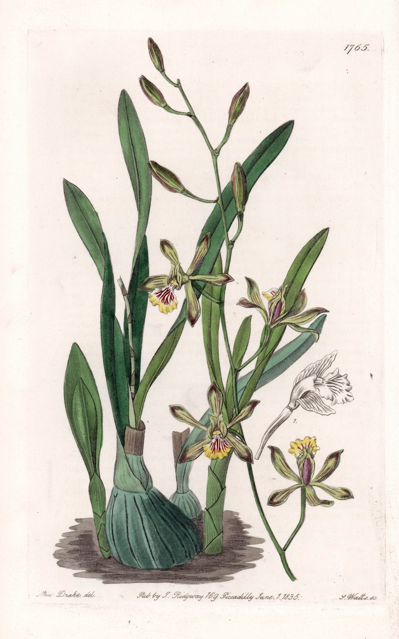 Orchidea: epidendre grele - S.Watts gravírozott tábla Sarah Anne Drake (1803-1857) illusztrációjából, a Sydenham Edwards (1768-1819) botanikai nyilvántartásából, Angliából alkotó: Sydenham Teast Edwards