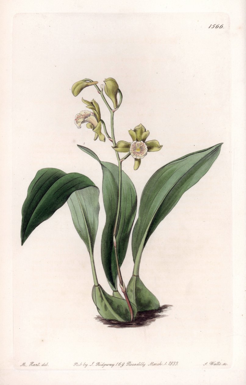 Orchidea: maxilláris és fürtök - S.Watts gravírozott tábla Sarah Anne Drake (1803-1857) illusztrációjából, a Sydenham Edwards (1768-1819) botanikai nyilvántartásából, Anglia alkotó: Sydenham Teast Edwards