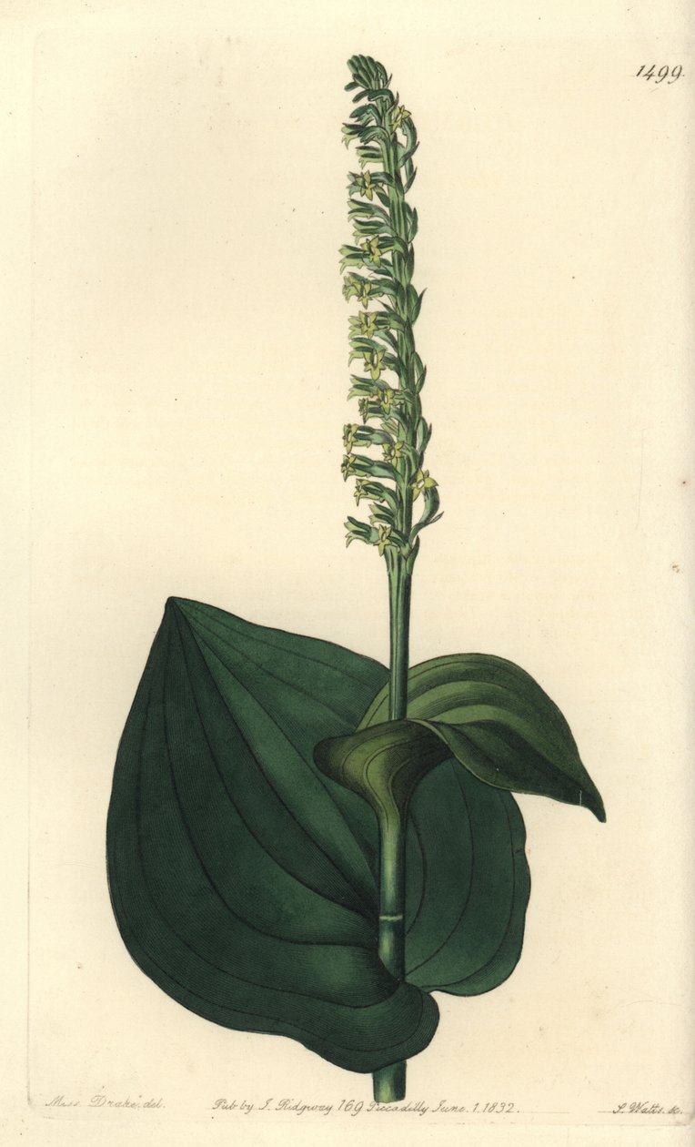 Orchidea variete - Gennaria diphylla (szívlevelű herminium, Herminium cordatum). S. Watts kézi színű rézmetszet Miss Sarah Drake illusztrációja után a Sydenham Edwards Botanical Register-ből, Ridgeway, London alkotó: Sydenham Teast Edwards